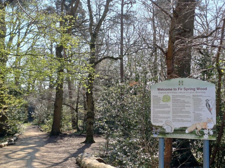 Fir Spring Wood